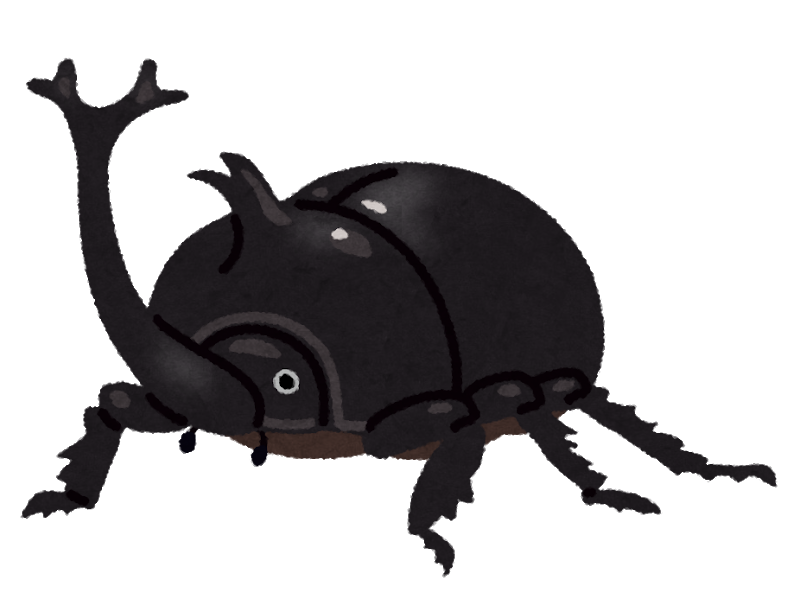 カブトムシ