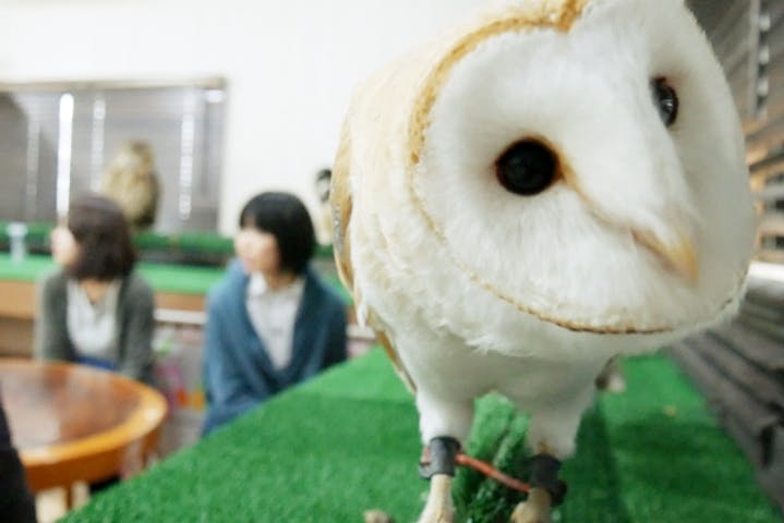 フクロウ