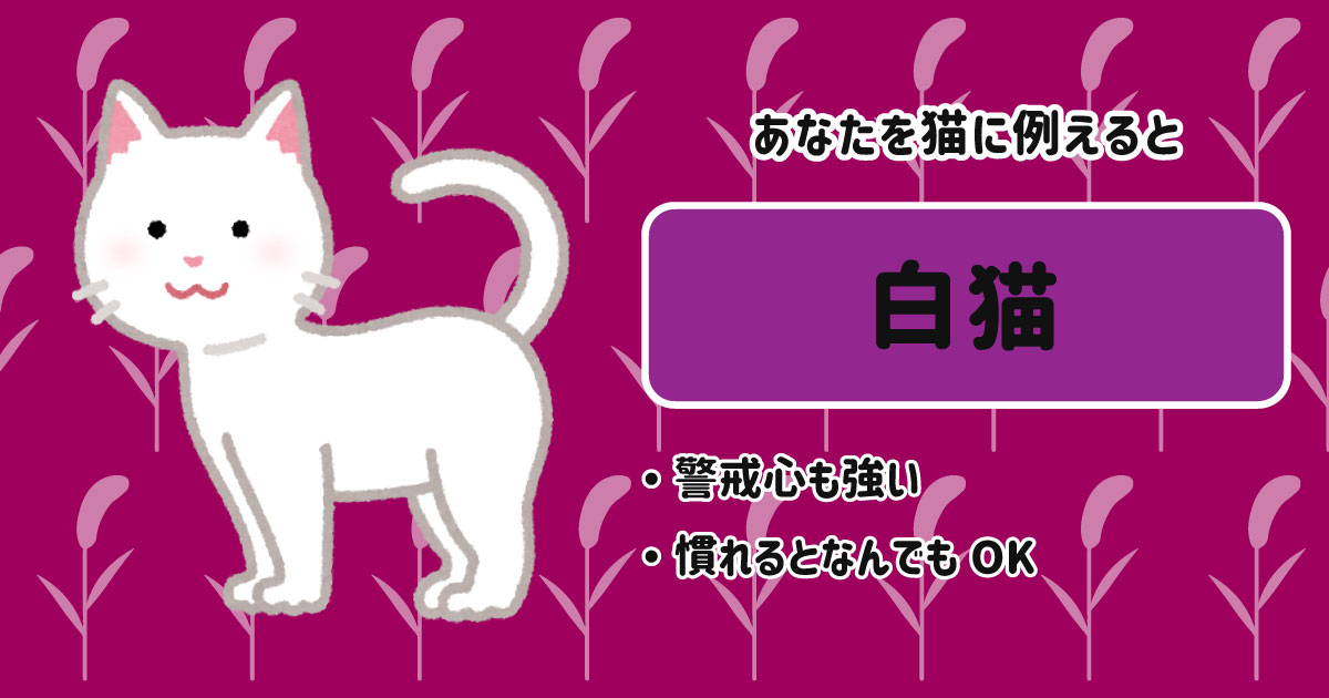 白猫[BR]・警戒心も強い[BR]・慣れるとなんでもOK