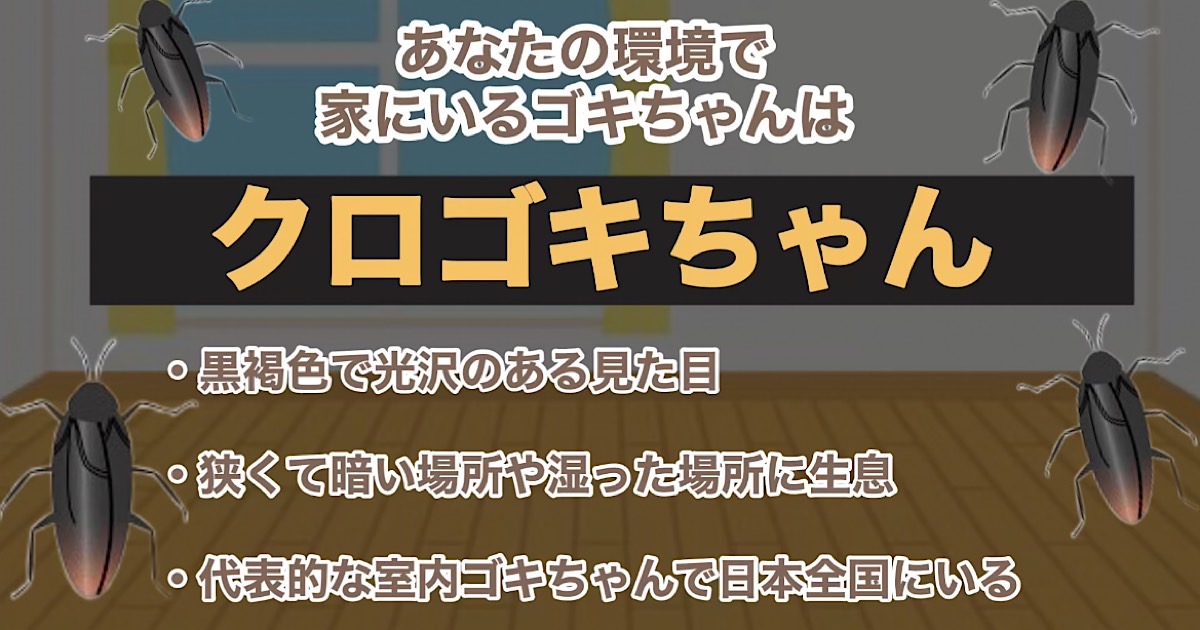 クロゴキちゃん