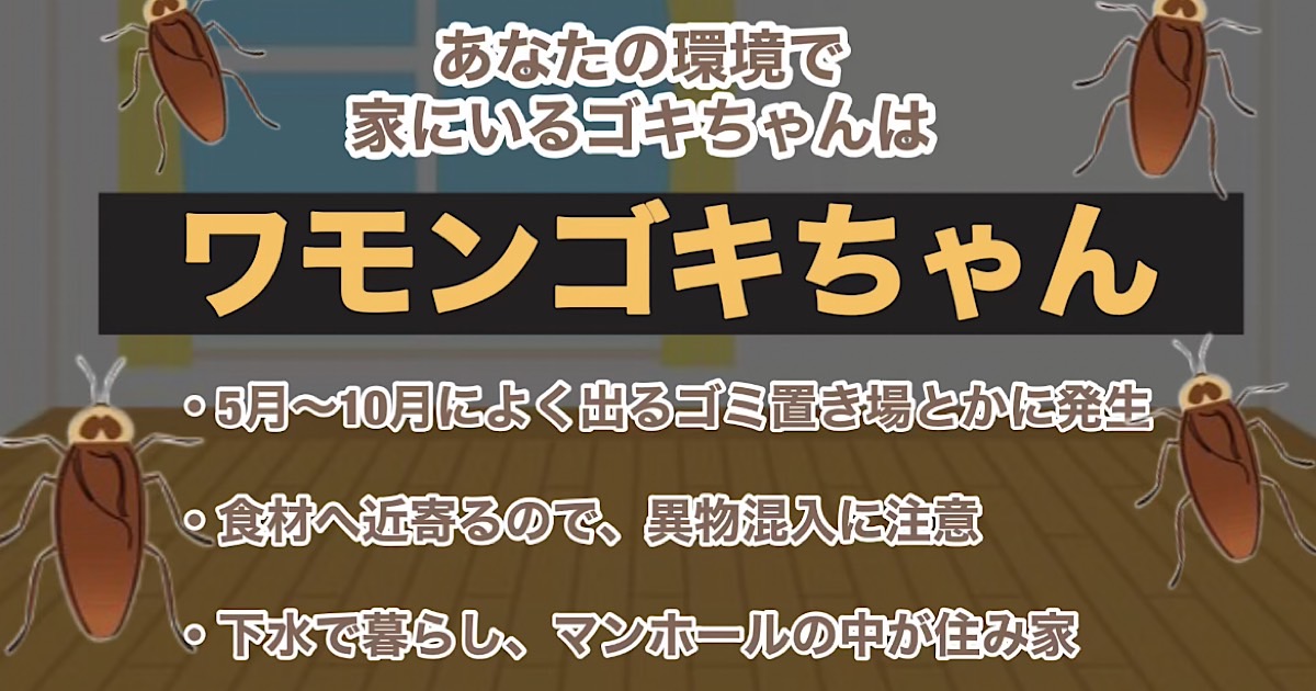 ワモンゴキちゃん
