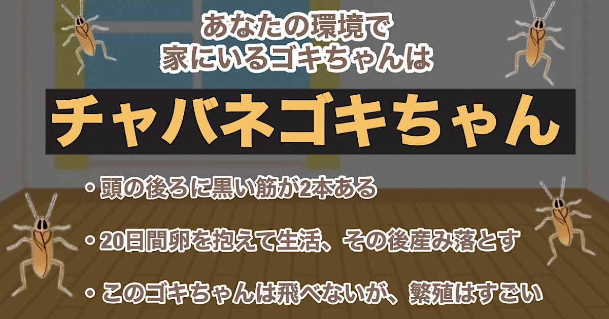 チャバネゴキちゃん
