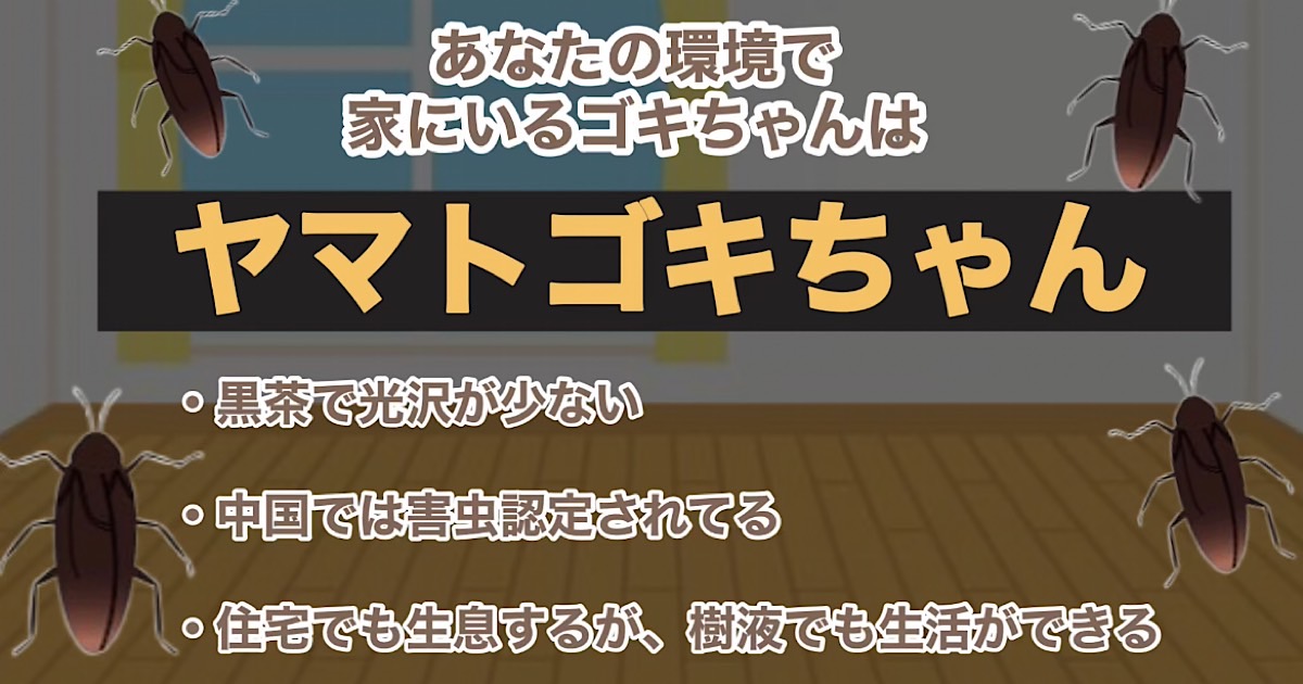 ヤマトゴキちゃん