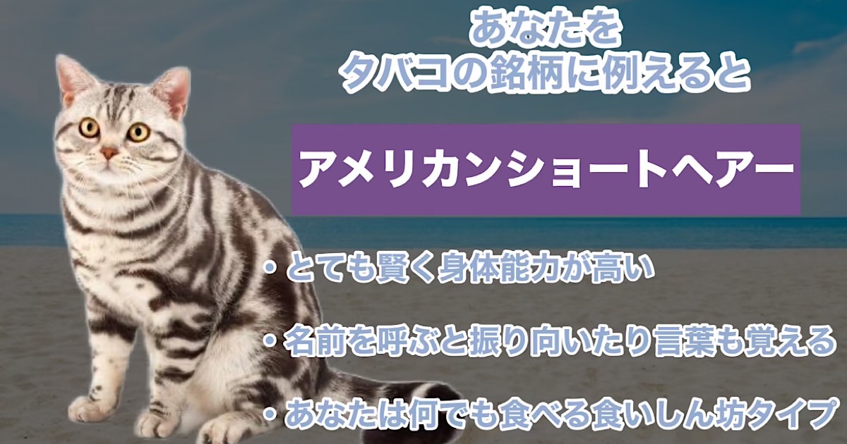 アメリカンショートヘアー