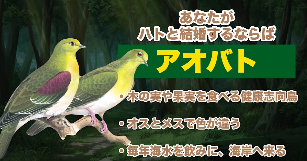アオバト