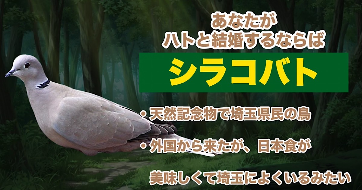 シラコバト