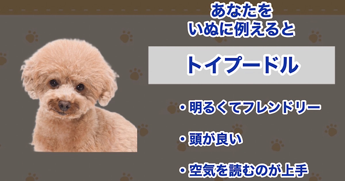 トイプードル