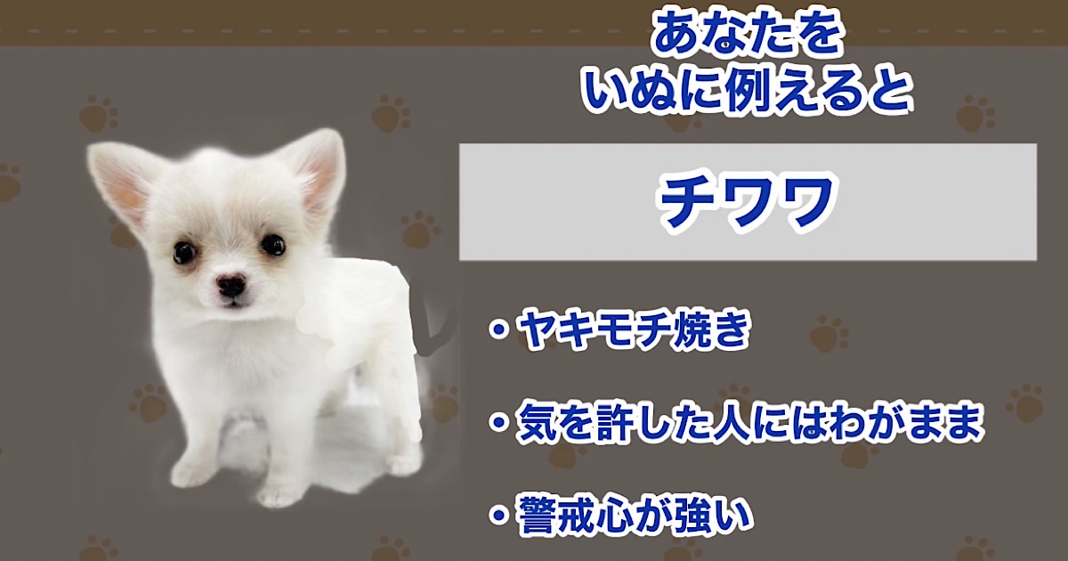 チワワ
