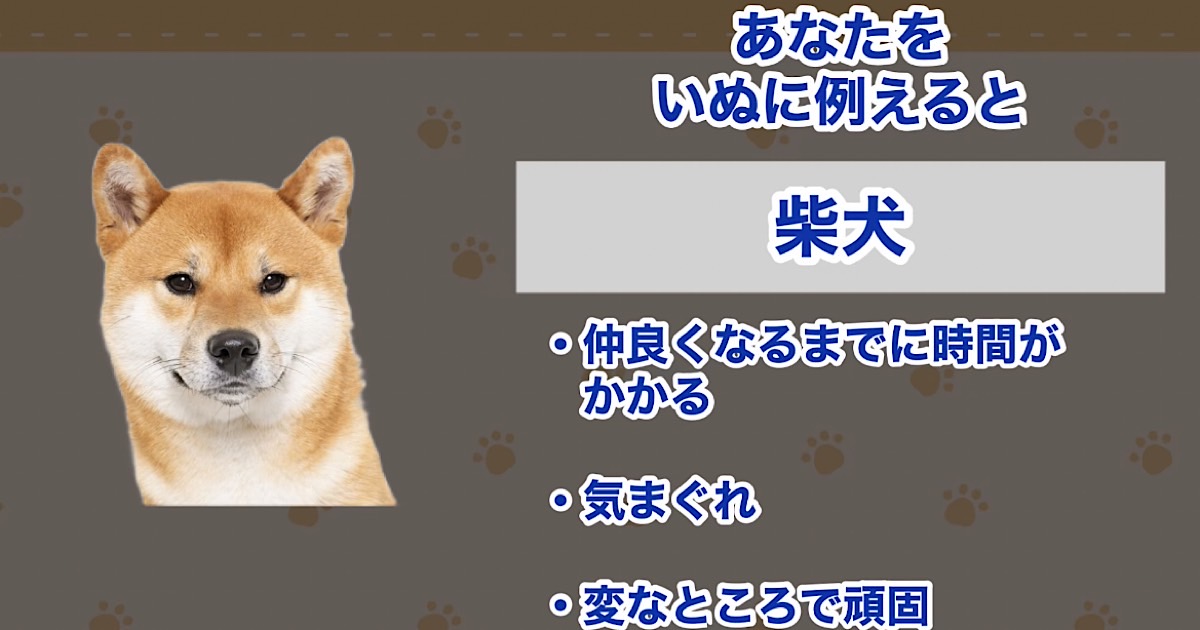 柴犬
